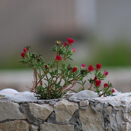 Apartman Toni Daire Drasnice Dış mekan fotoğraf